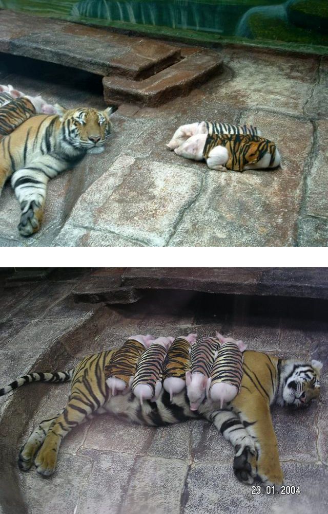 Tiger Piglets