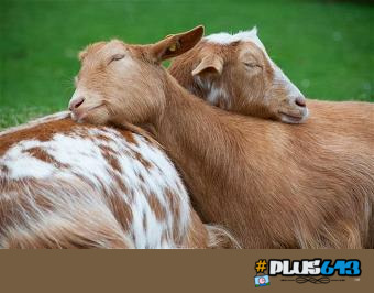 peace goats