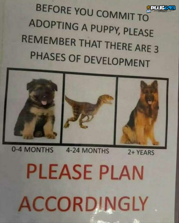 Puppy development