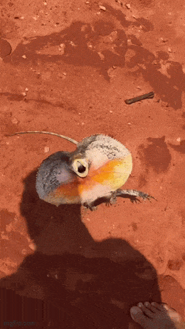 Welcome to the outback mate