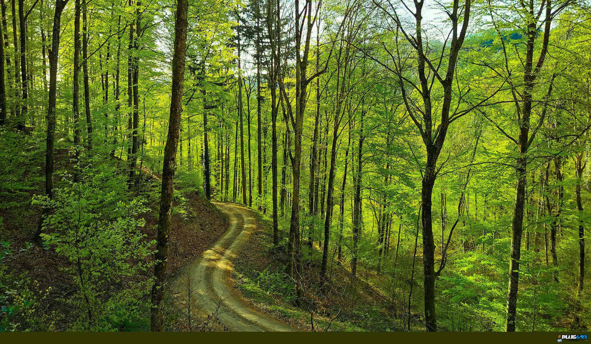 Wallpaper - Road In A Spring Forest