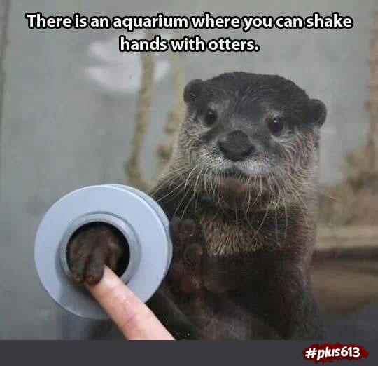 Otter hi-5!