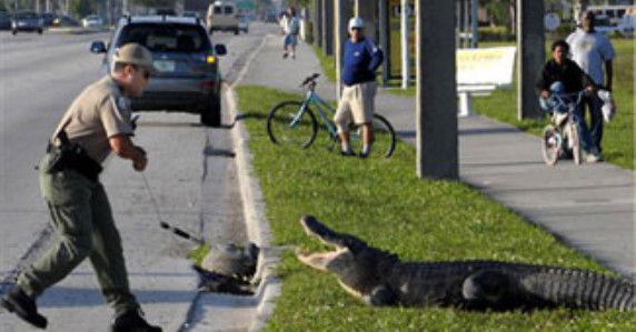 why did the gator cross the road?