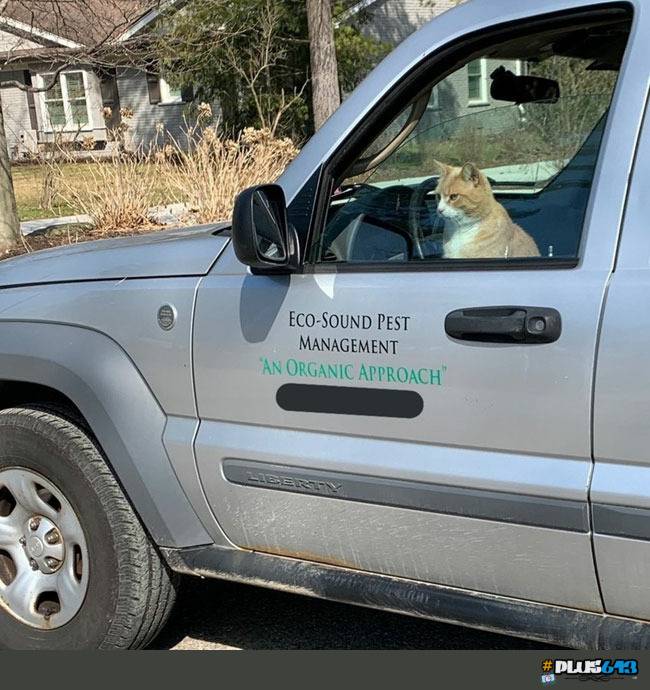 Pest management