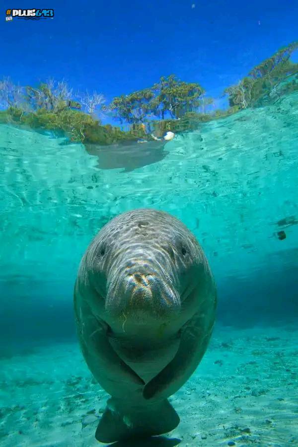 Manatee floater
