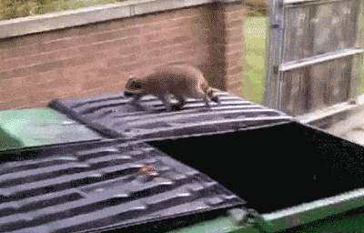 My spirit animal reveals itself