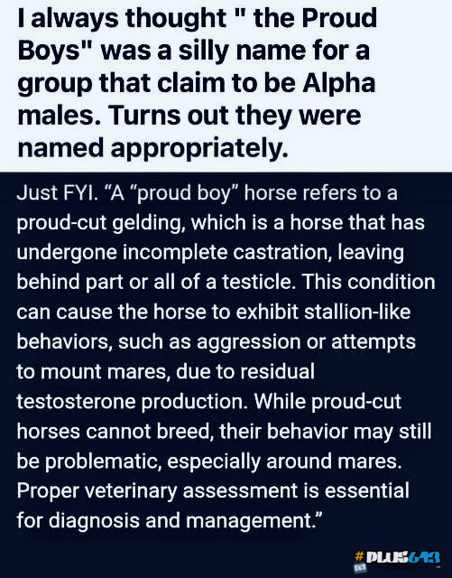 Angry geldings