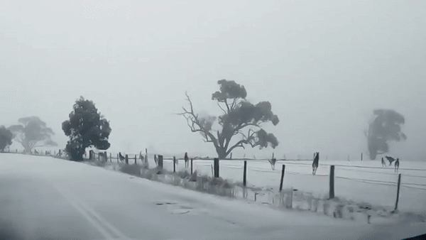Kangaroos in snow