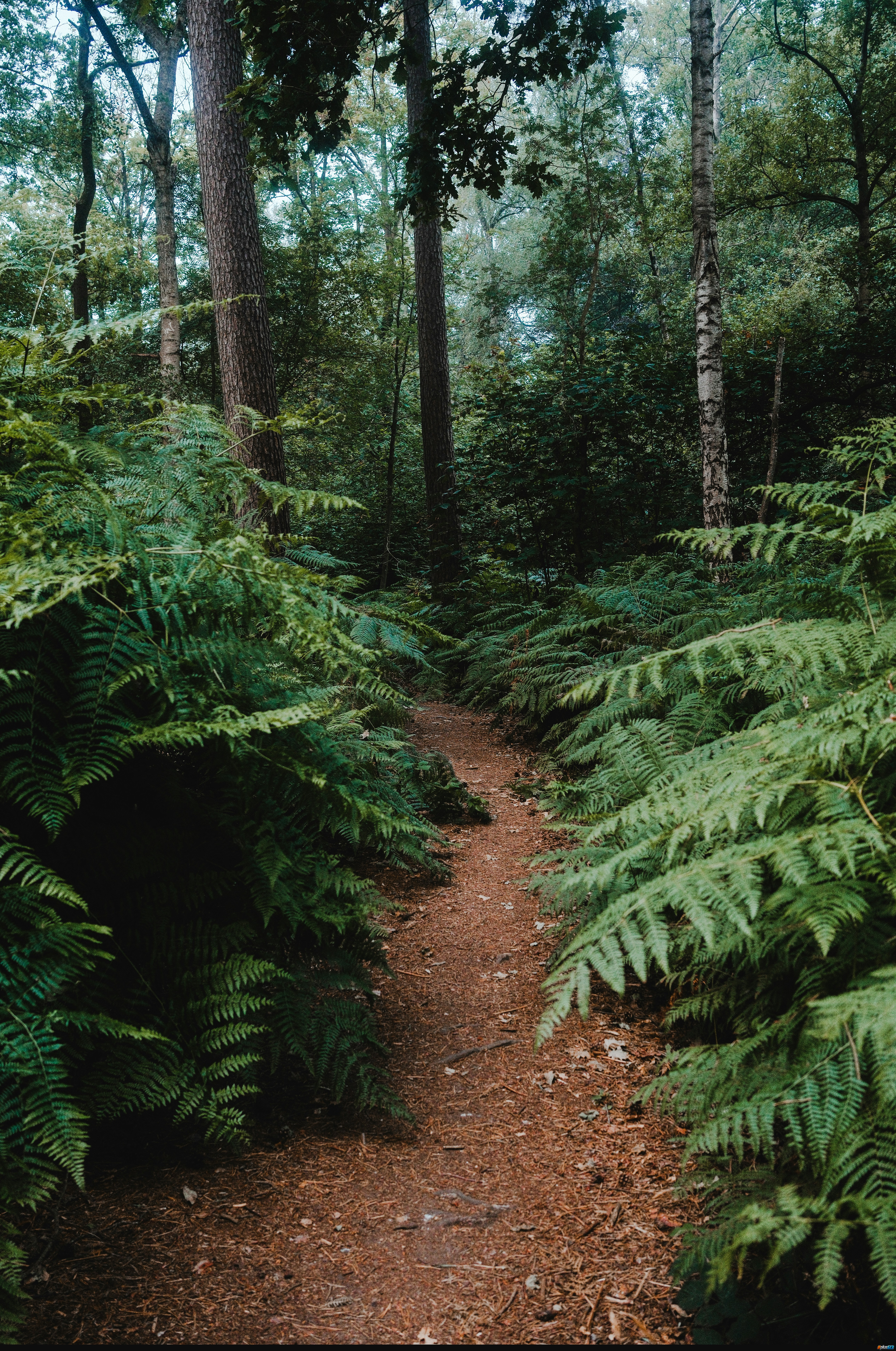 A narrow dirt path winding through dense green ferns in a forest by Ingmar