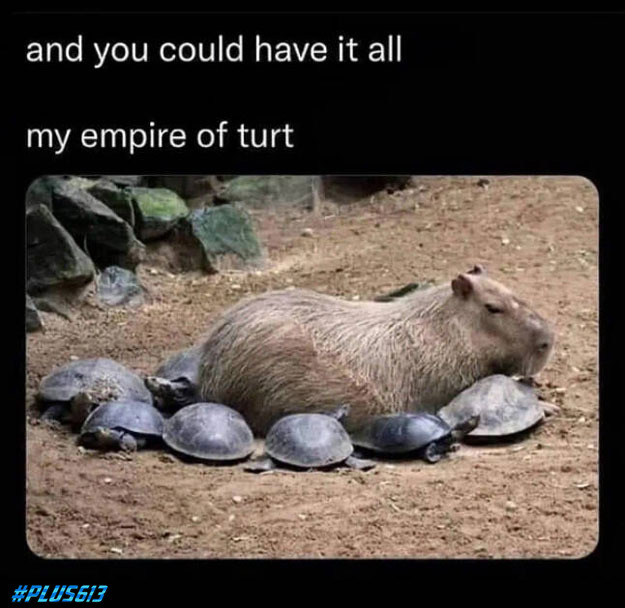 I will make you turt