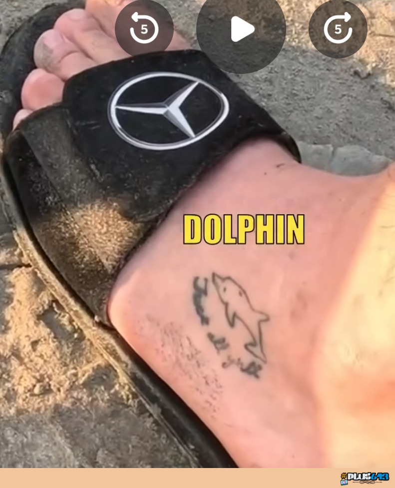 Dolphin 