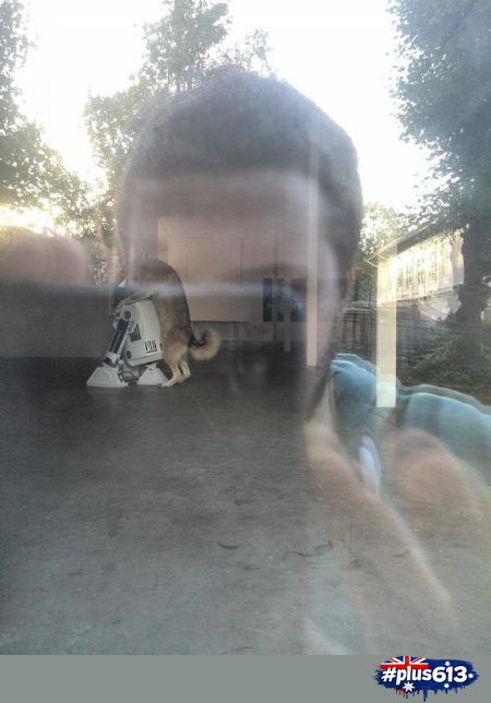 Dogs getting frisky