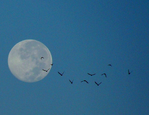 Moon Birds 3