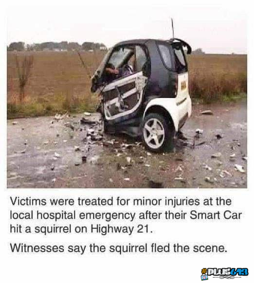 Damn squirrels 🐿️