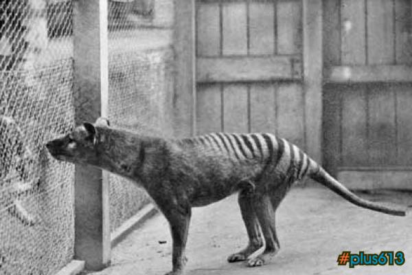 Thylacine Tasmanian Tiger
