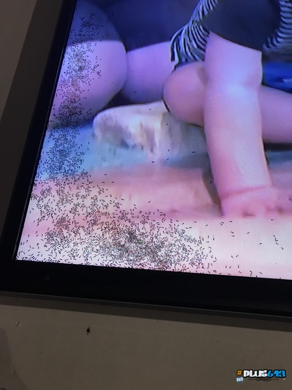 Ants in the TV.  At least you're not lonely!