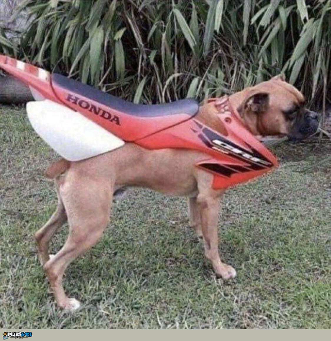 New CRF has 1 dogpower