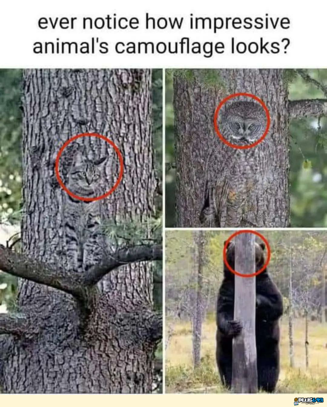 Wonders of nature