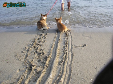 Dogs love the beach