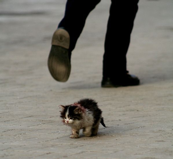 A little kitten for stomping?