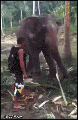 pulse playing with an elephant