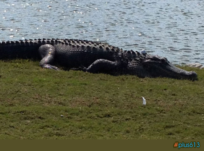 Play it where it lays