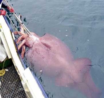 largest giant squid caught to date