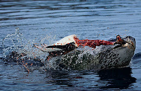 leopard seal 3
