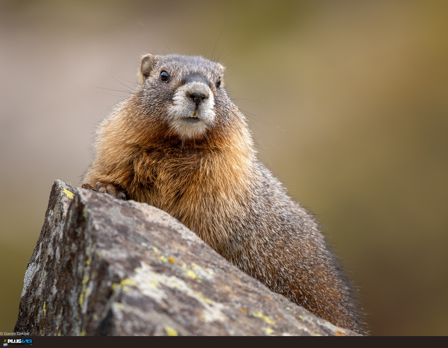 Yellow-bellied Marmot Portrait by Garrett Gimbel