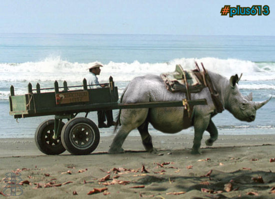 Rhino pulling a cart