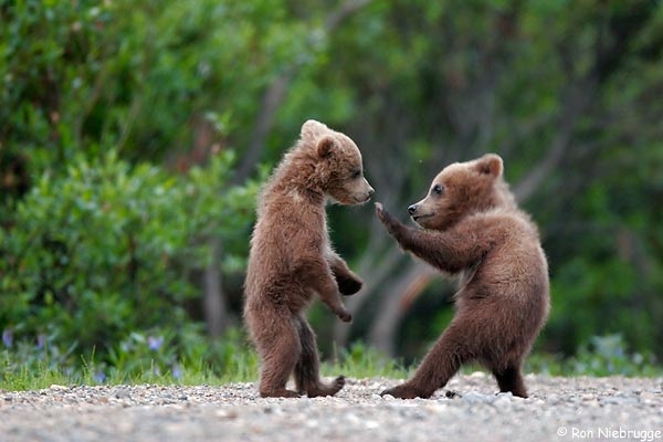 Bear Instincts