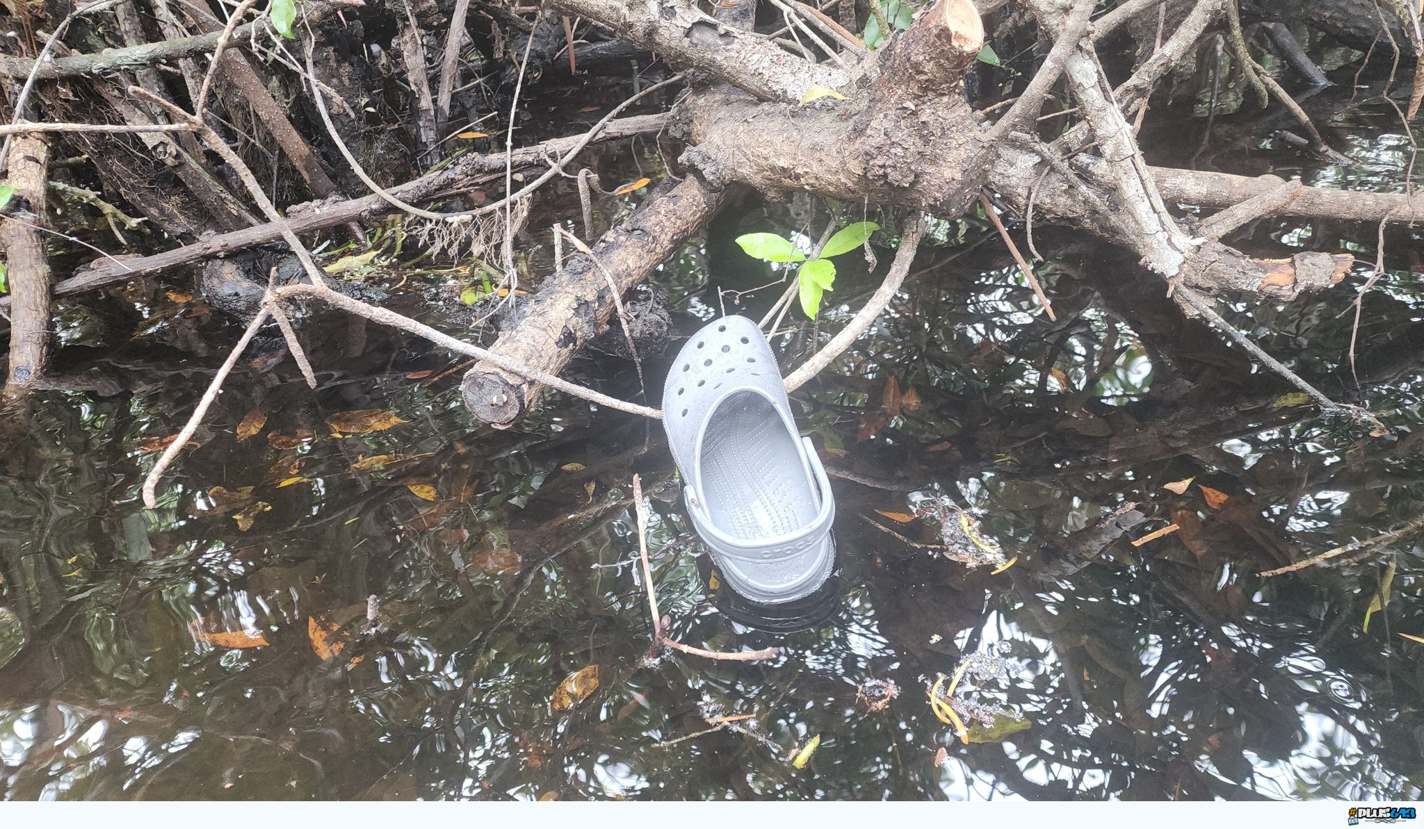 Croc in the wild