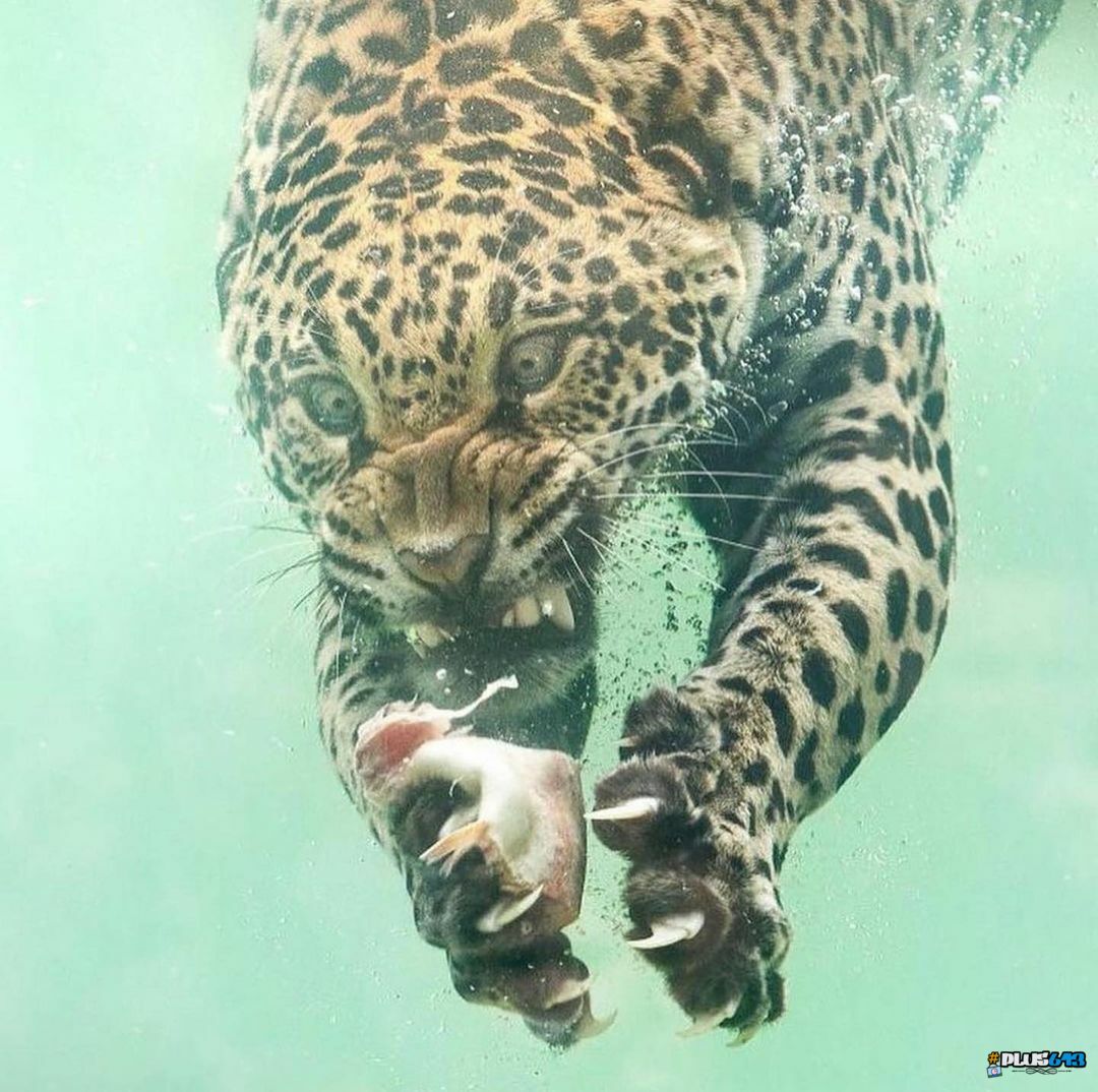 Cheetah diving for prey