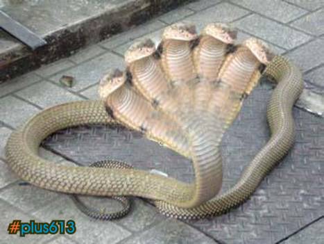 5 headed snake