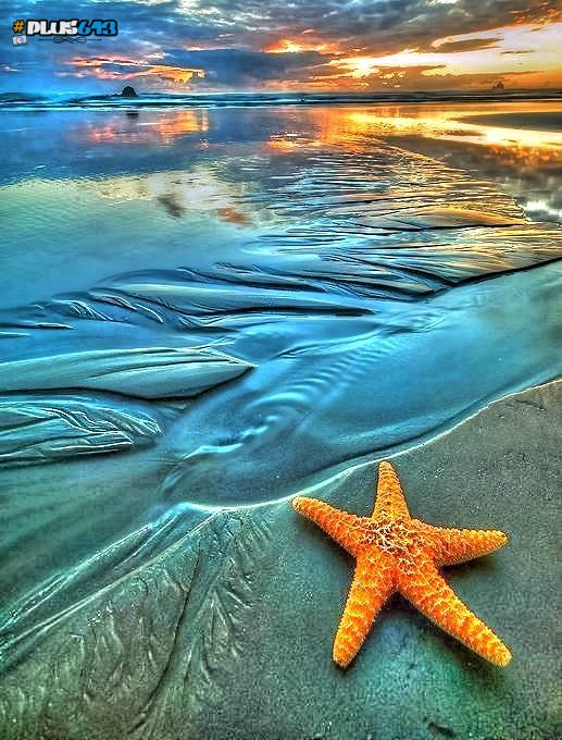 Starfish and sunrise