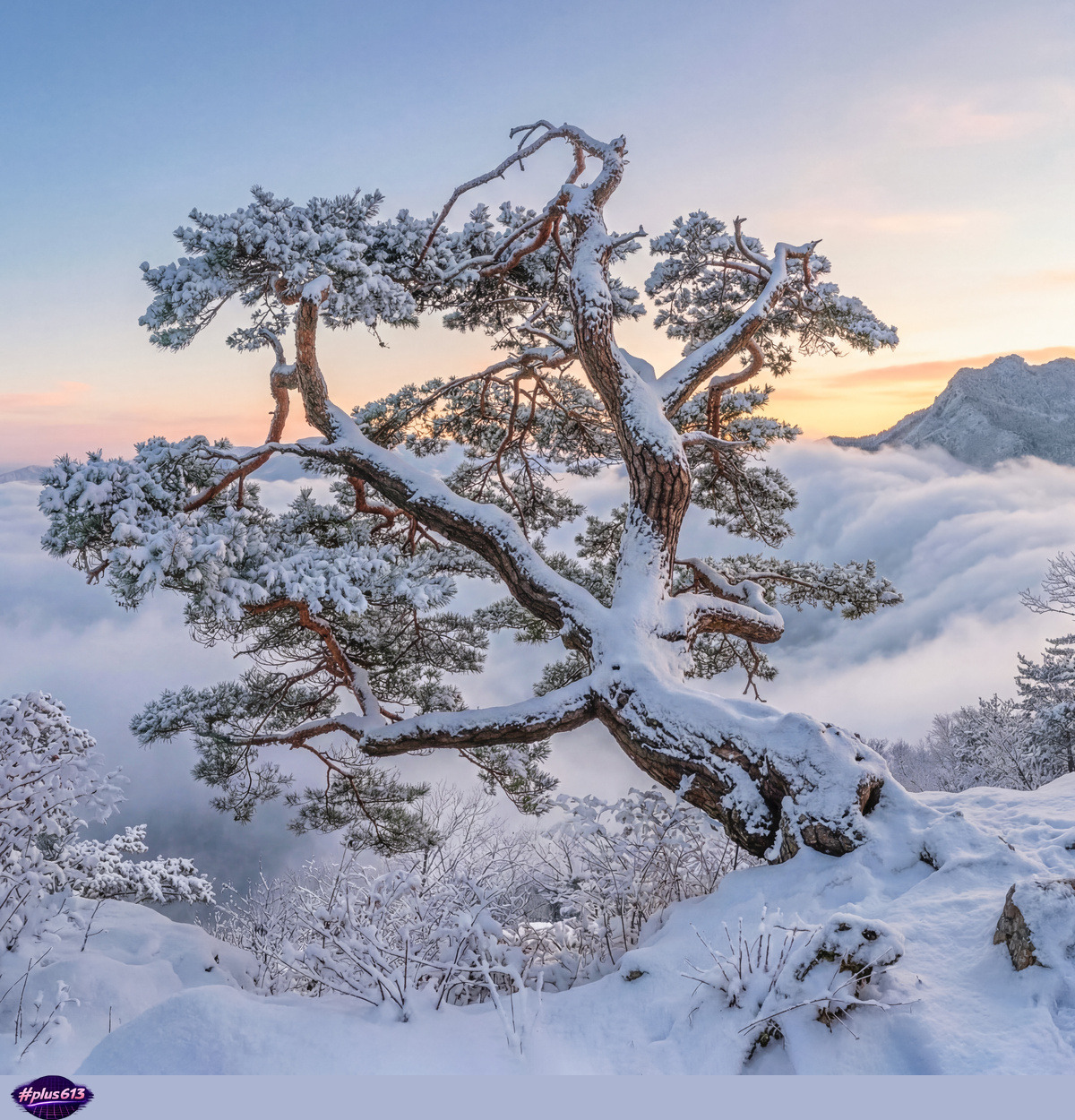 Winter, octopus tree by jaeyoun Ryu
