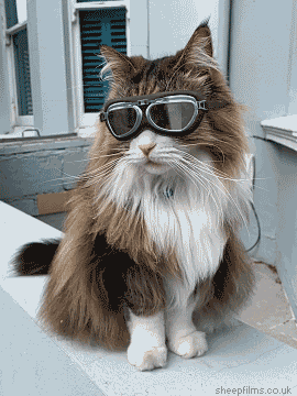 Goggles cat