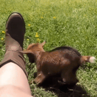 pulse touching grass