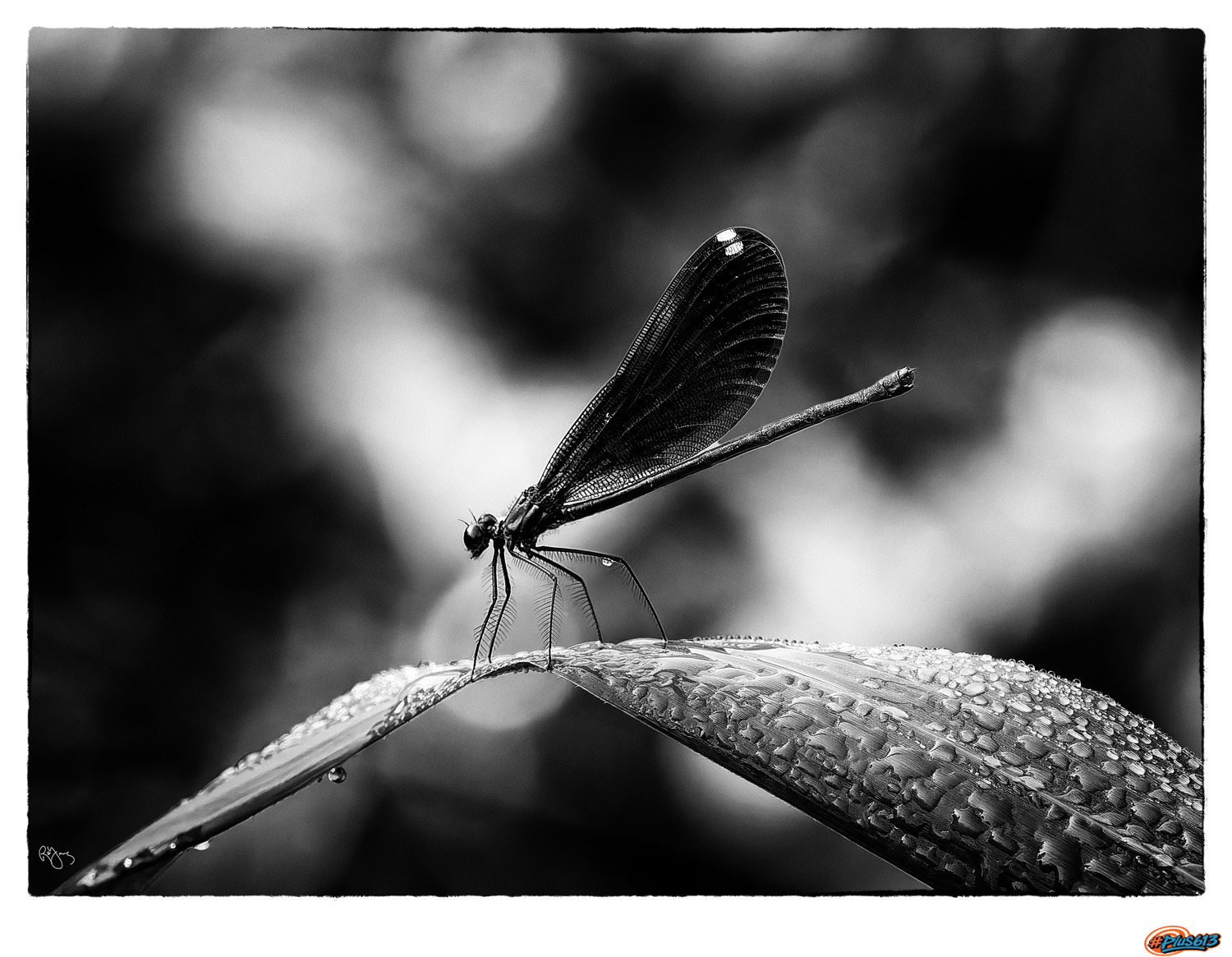 Damselfly by Roy Gipson Young