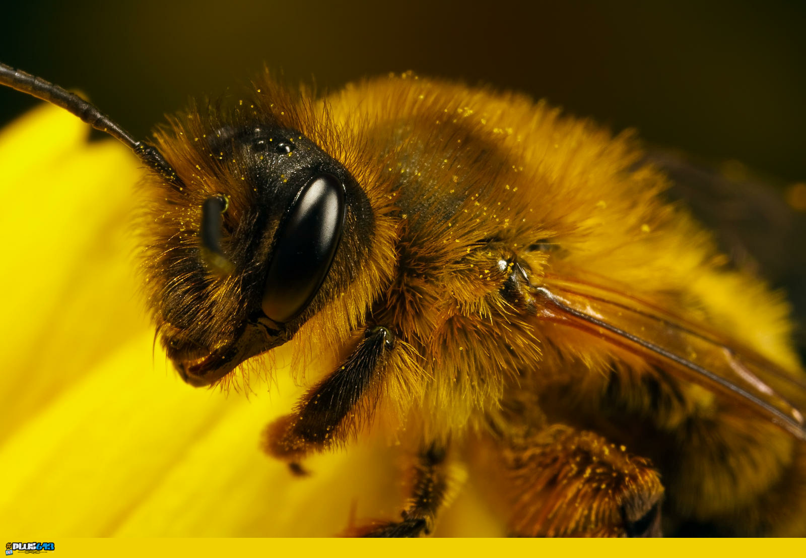 Bee, produces honey, threatened by free trade and borderless world.