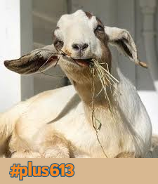 A test goat!