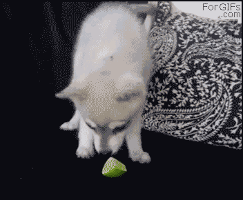 puppy meets lime