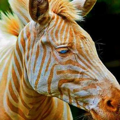Born in Hawaii, Zoe is the only known captive golden zebra in existence