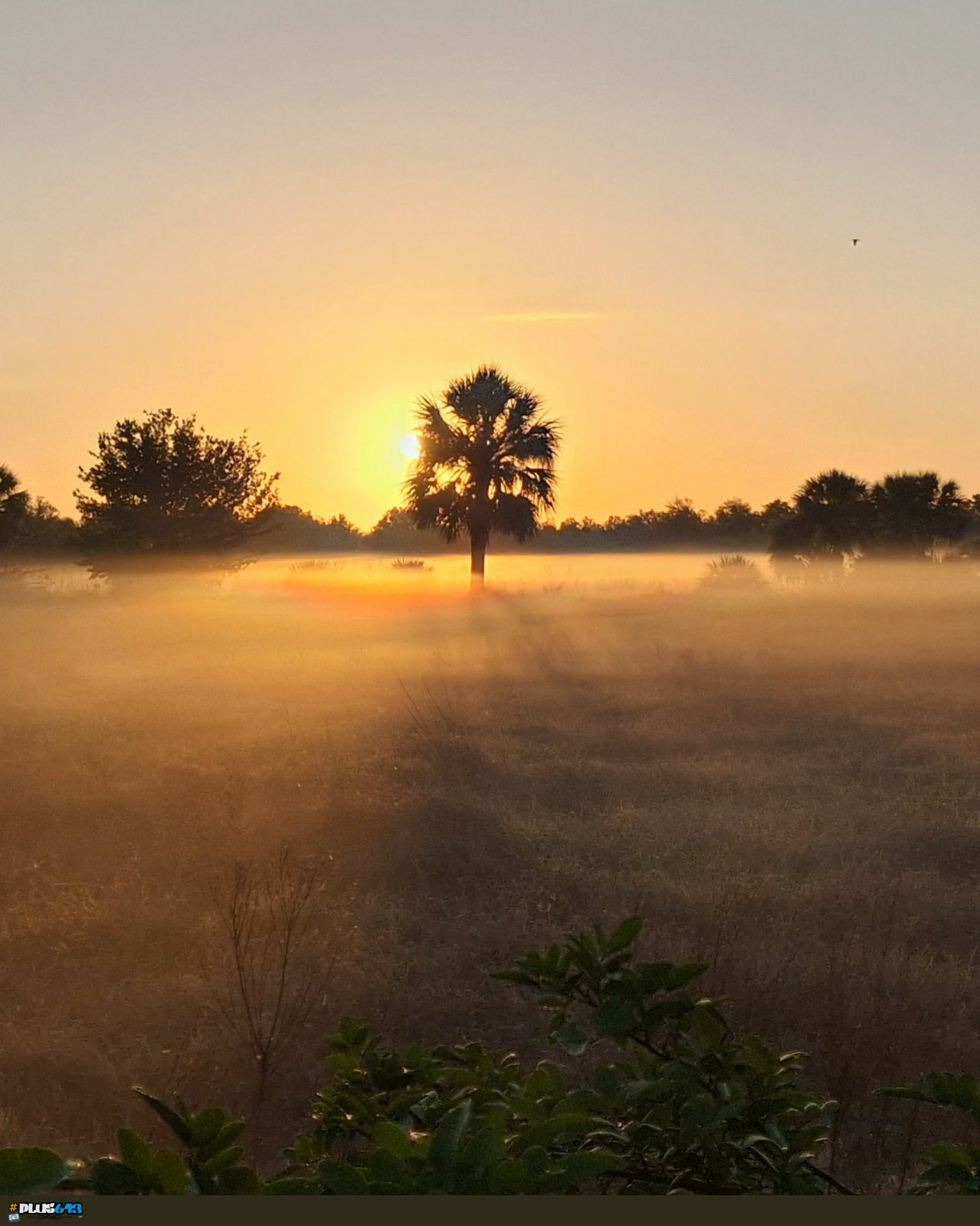 Ground fog at sunrise this morning