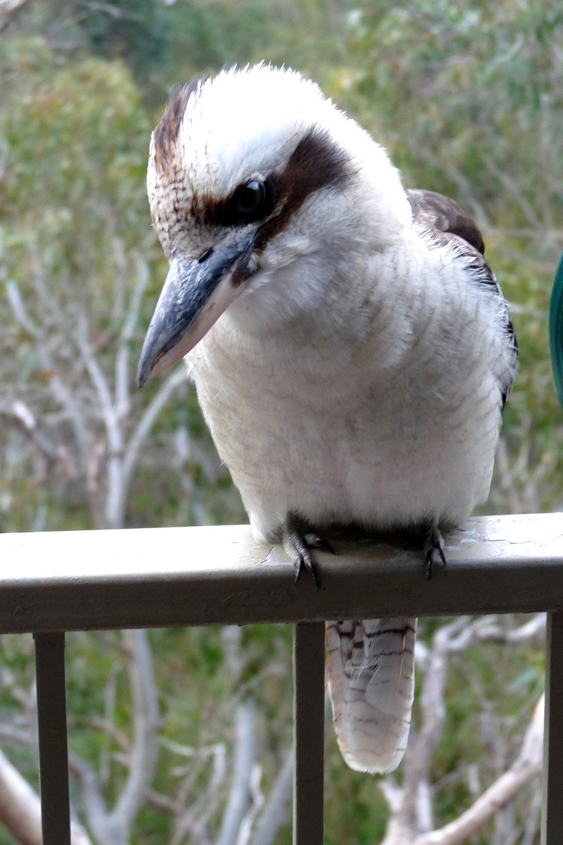 Kookaburra (dacelo novaeguineae)