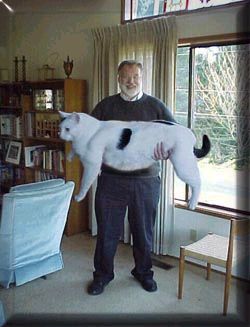 huge cat
