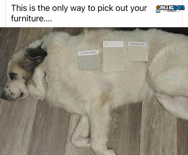 at least the fur will match