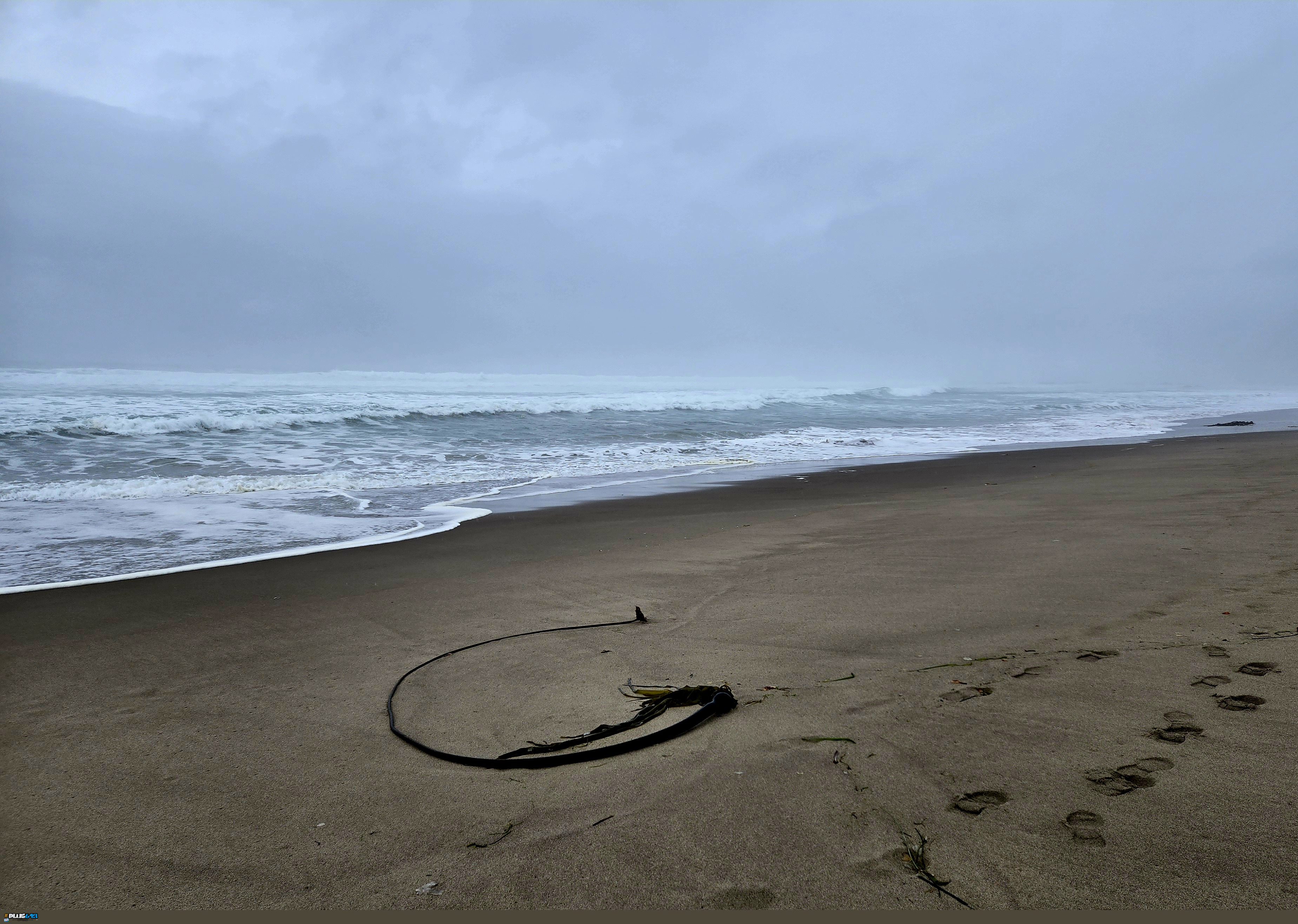 Kelp whip