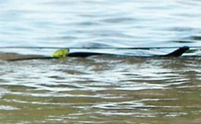 Frog riding a snake, Queensland floods, Australia