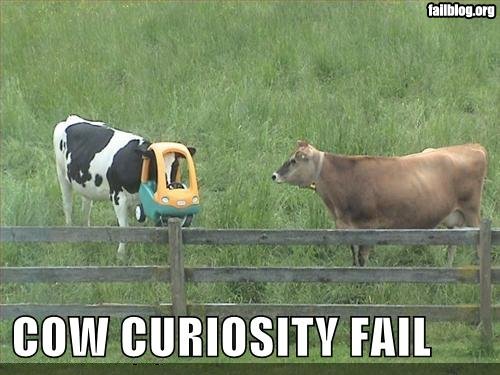 Cow curiosity FAIL
